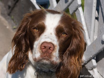 English Springer Spaniel: Essential Facts & Traits for Prospective Owners