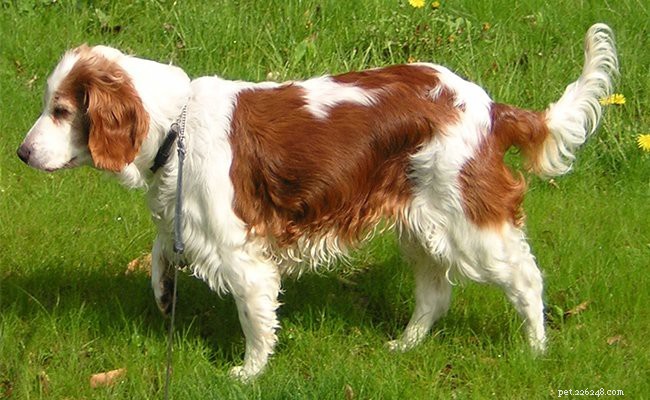 English Springer Spaniel: Essential Facts & Traits for Prospective Owners