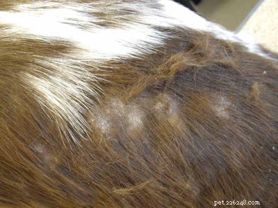 English Springer Spaniel: Essential Facts & Traits for Prospective Owners