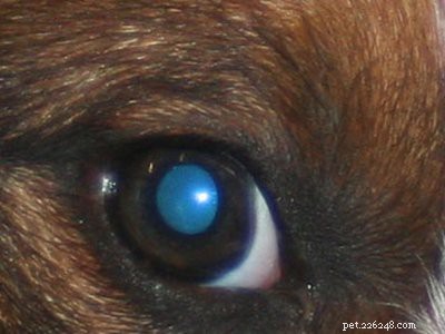 English Springer Spaniel: Essential Facts & Traits for Prospective Owners