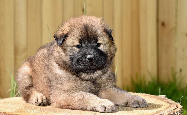 Eurasier Dogs: German Small Breed Traits, Size, and Care Guide