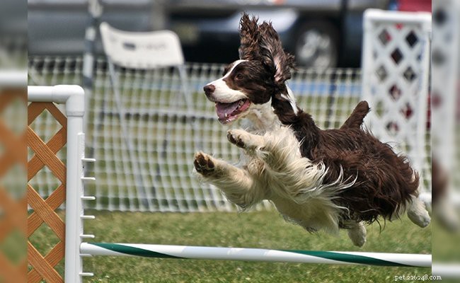 English Springer Spaniel: Essential Facts & Traits for Prospective Owners