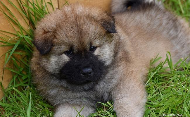 Eurasier Dogs: German Small Breed Traits, Size, and Care Guide