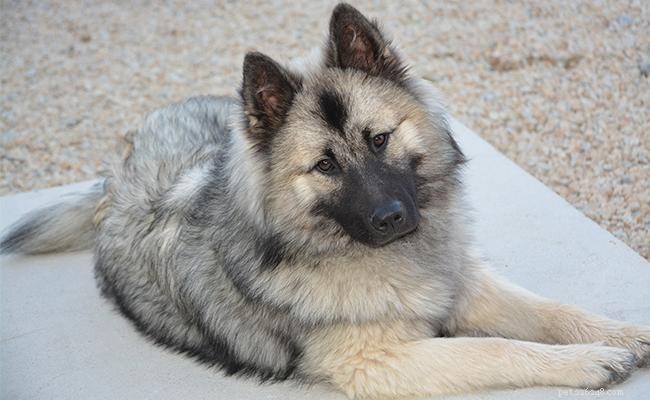 Eurasier Dogs: German Small Breed Traits, Size, and Care Guide