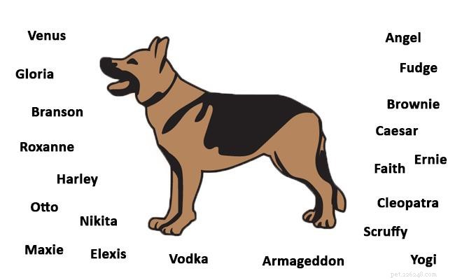 German Shepherd Dog: Comprehensive Breed Profile & Health Guide