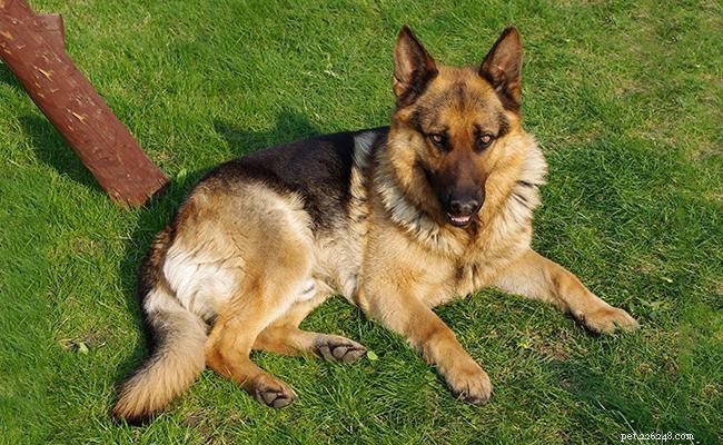 German Shepherd Dog: Comprehensive Breed Profile & Health Guide