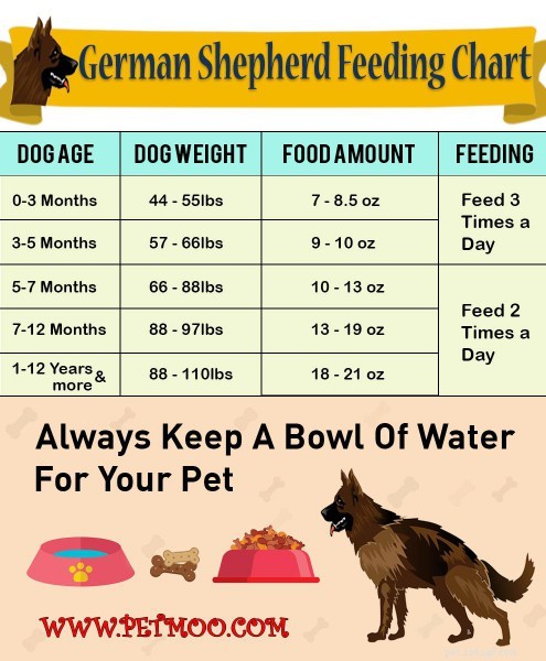 German Shepherd Dog: Comprehensive Breed Profile & Health Guide