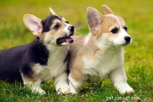 German Shepherd‑Golden Retriever Mix: Traits, Care, and Family Guide