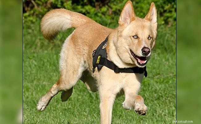 German Shepherd & Husky Mix: A Loyal, Versatile Companion