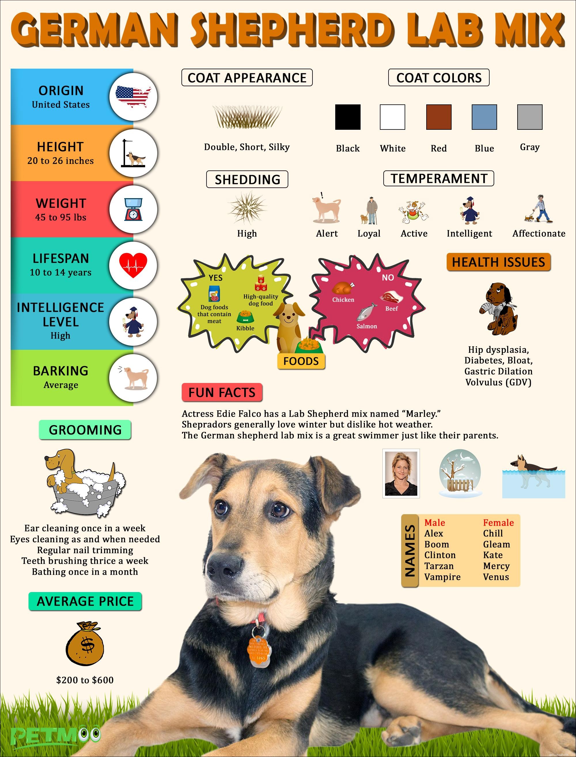 German Shepherd × Labrador (Sheprador) – Expert Guide to Buying and Caring for Your New Companion