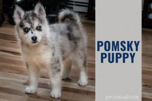 German Shepherd × Labrador (Sheprador) – Expert Guide to Buying and Caring for Your New Companion