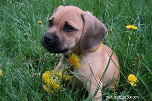 German Shepherd × Labrador (Sheprador) – Expert Guide to Buying and Caring for Your New Companion