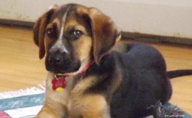 German Shepherd × Labrador (Sheprador) – Expert Guide to Buying and Caring for Your New Companion