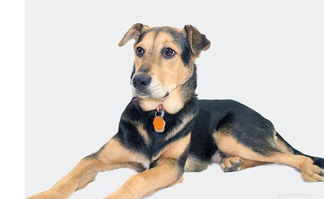 German Shepherd‑Rottweiler Mix: Traits, Care, and Owner Guide