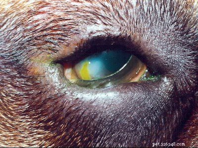 German Shorthaired Pointer: Comprehensive Breed Profile