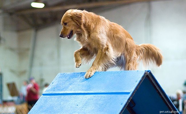 Golden Retriever Puppies: Essential Facts & Traits You Should Know
