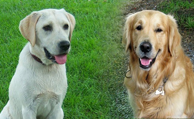 Golden Retriever Puppies: Essential Facts & Traits You Should Know