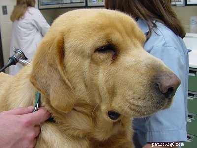 Golden Retriever Puppies: Essential Facts & Traits You Should Know