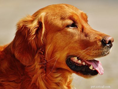 Golden Retriever Puppies: Essential Facts & Traits You Should Know