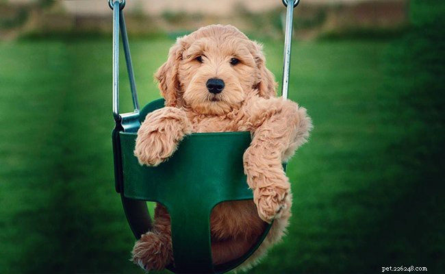 Goldendoodle Puppies: Complete Breed Guide & Care Tips