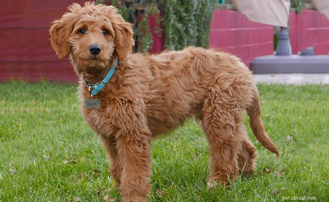 Goldendoodle Puppies: Complete Breed Guide & Care Tips