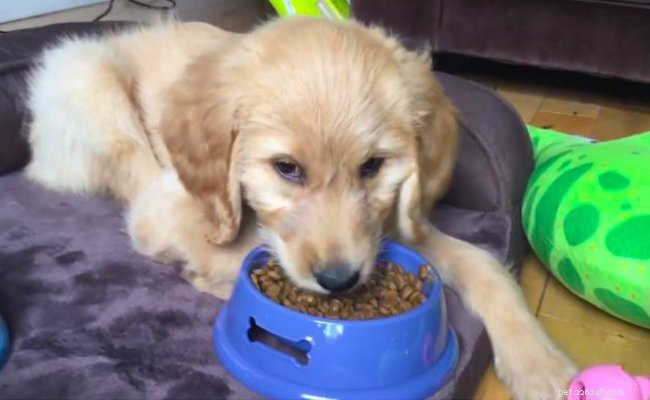 Goldendoodle Puppies: Complete Breed Guide & Care Tips