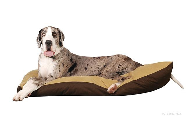 Great Dane: The Gentle Giant – In‑Depth Breed Profile