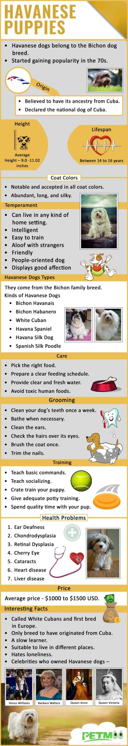 Havanese Puppies: Comprehensive Breed Guide & Health Insights