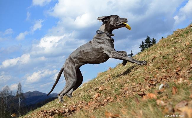Great Dane: The Gentle Giant – In‑Depth Breed Profile