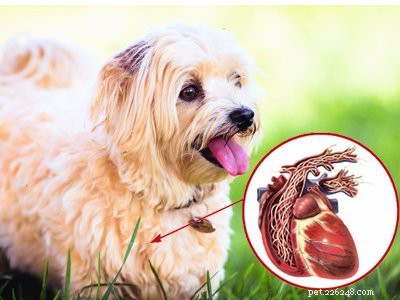Havanese Puppies: Comprehensive Breed Guide & Health Insights