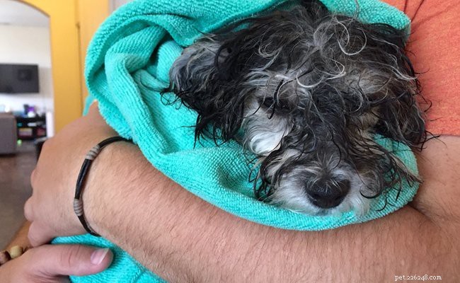 Havanese Puppies: Comprehensive Breed Guide & Health Insights