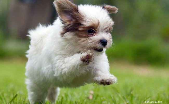 Havanese Puppies: Comprehensive Breed Guide & Health Insights