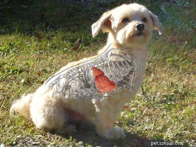 Havanese Puppies: Comprehensive Breed Guide & Health Insights