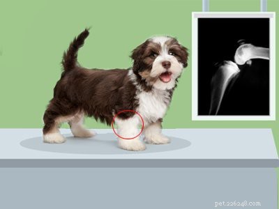 Havanese Puppies: Comprehensive Breed Guide & Health Insights
