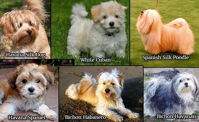 Havanese Puppies: Comprehensive Breed Guide & Health Insights