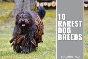 Havapoo: Is a Havanese‑Poodle Mix the Ideal Companion for You?