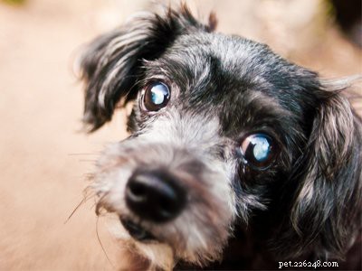 Havanese Puppies: Comprehensive Breed Guide & Health Insights