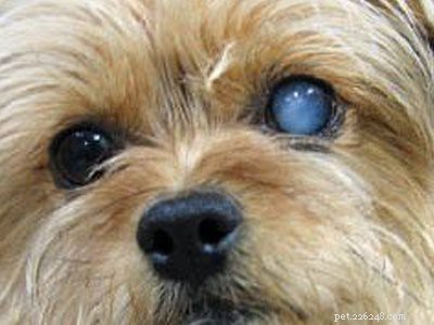 Havanese Puppies: Comprehensive Breed Guide & Health Insights