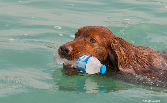 Irish Setter: A Powerful, Energetic Gun Dog with Deep Heritage