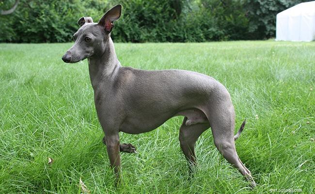 Italian Greyhound: A Comprehensive Guide to Breed Traits and Care