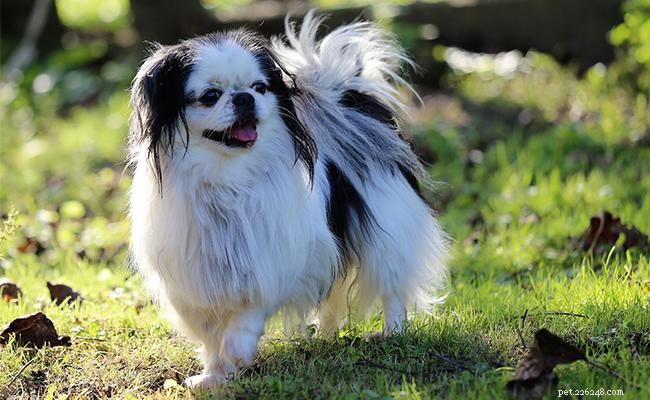 Japanese Chin Dog: Breed Overview, Traits, and Care Guide
