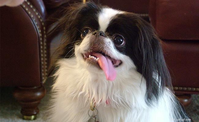 Japanese Chin Dog: Breed Overview, Traits, and Care Guide
