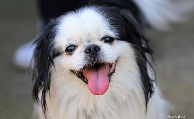 Japanese Chin Dog: Breed Overview, Traits, and Care Guide