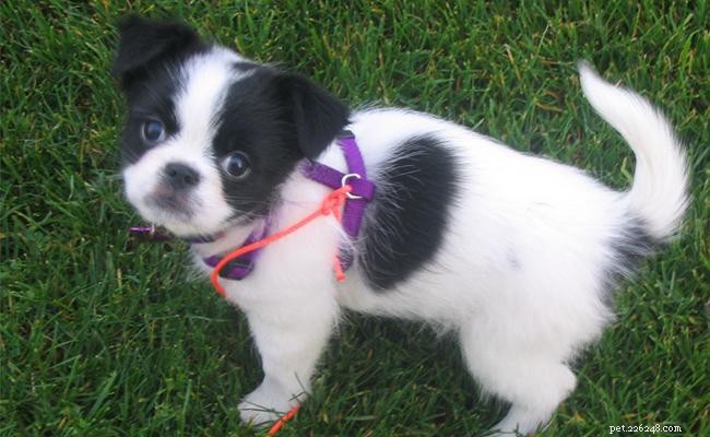 Japanese Chin Dog: Breed Overview, Traits, and Care Guide