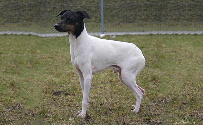 Japanese Terrier: Comprehensive Guide to Breed, Temperament, and Care