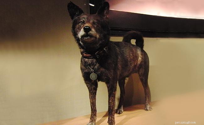 Kai Ken: 12 Essential Facts About This Japanese Working Dog