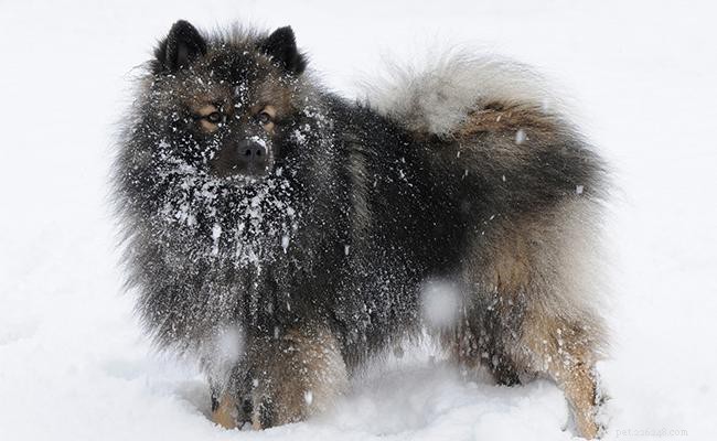 Keeshond Dog Breed Overview: Key Facts & Characteristics