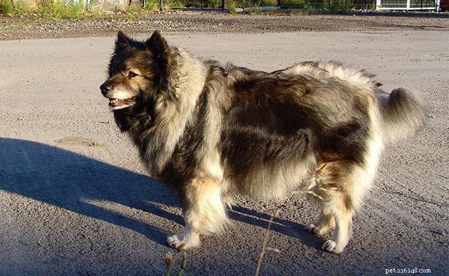 Keeshond Dog Breed Overview: Key Facts & Characteristics