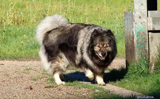 Keeshond Dog Breed Overview: Key Facts & Characteristics