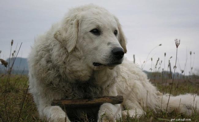 Kuvasz Dog: Breed Overview, Size, Temperament, and Care